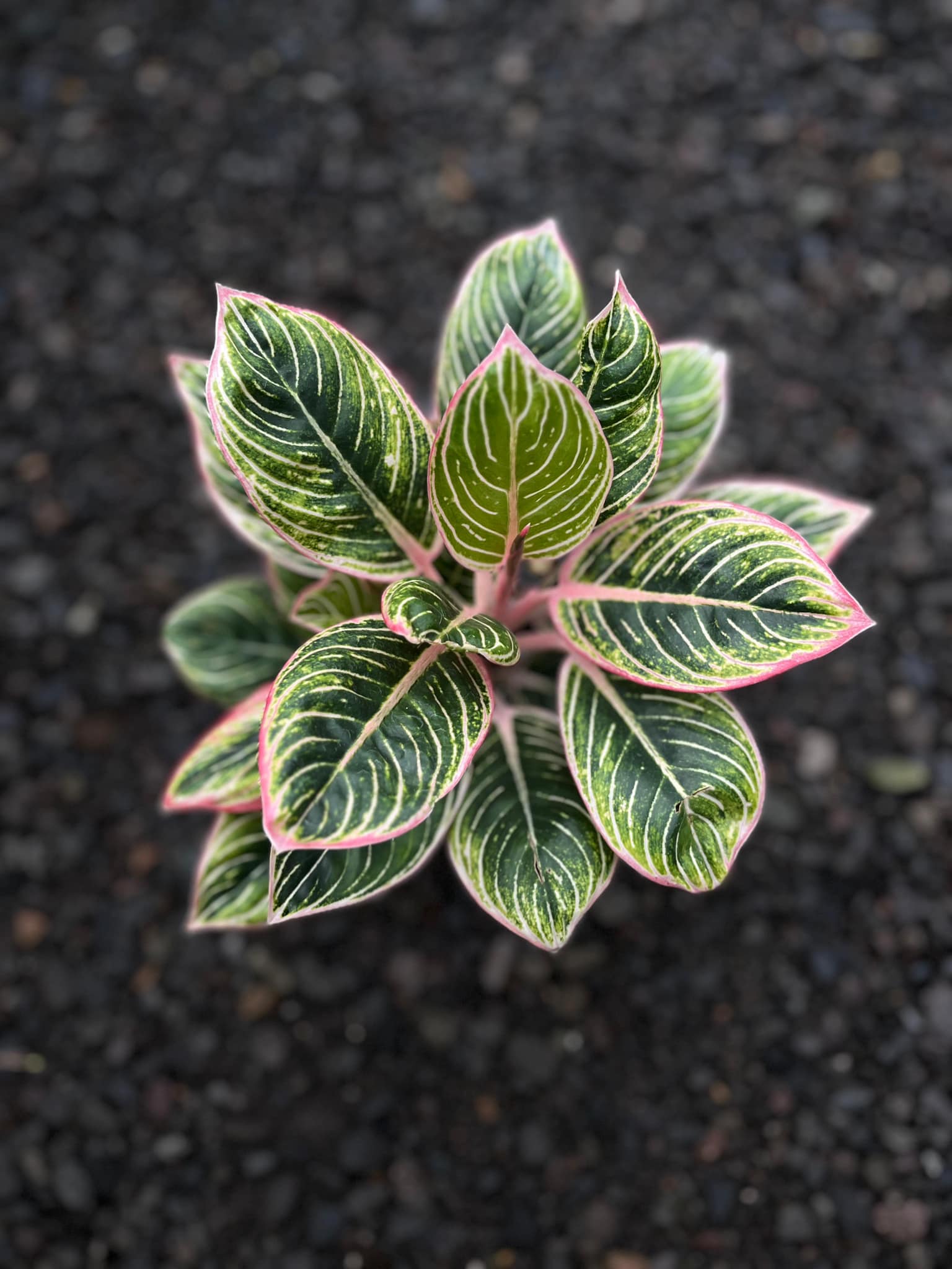 Aglaonema Minion