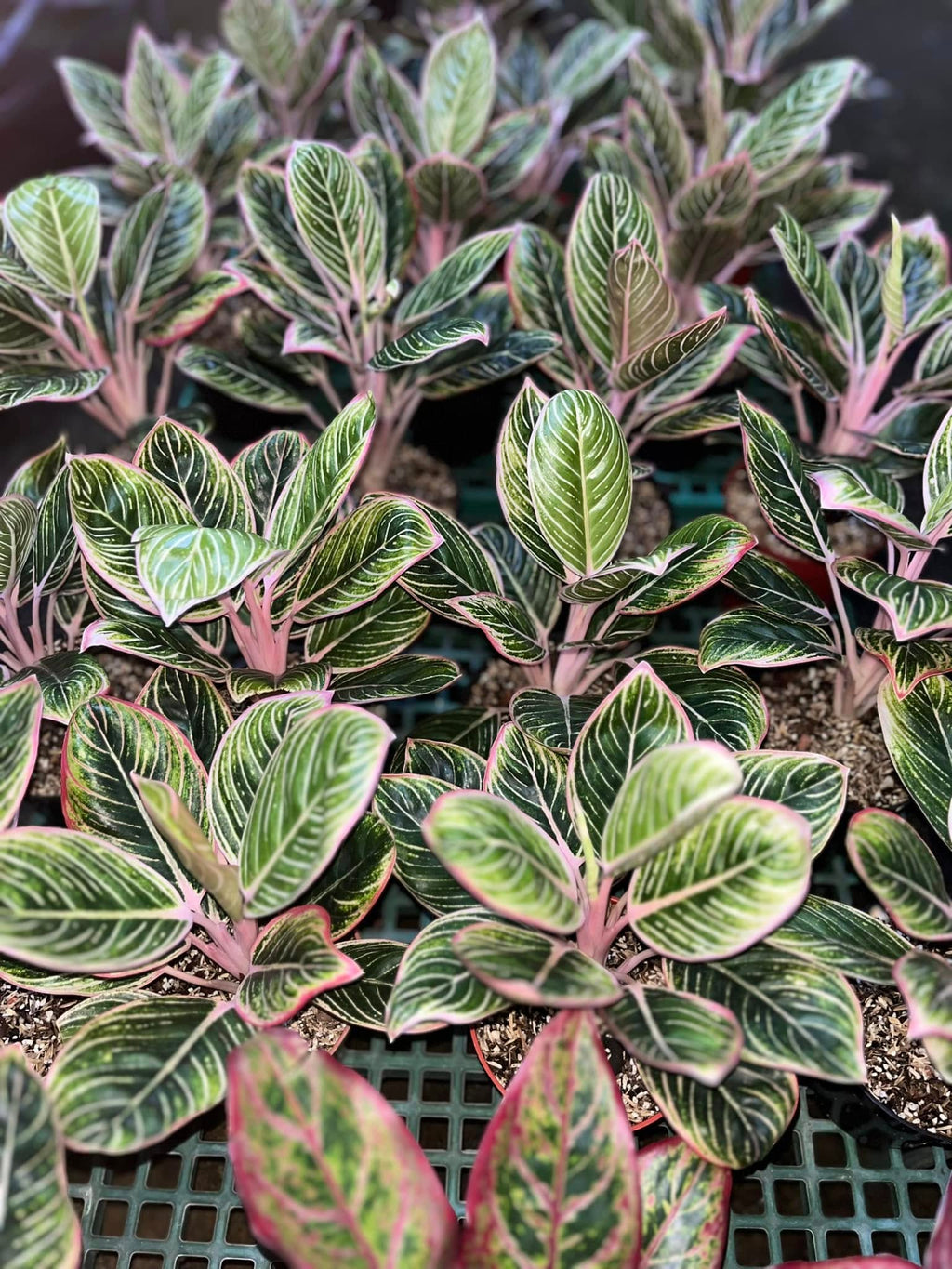 Aglaonema Minion