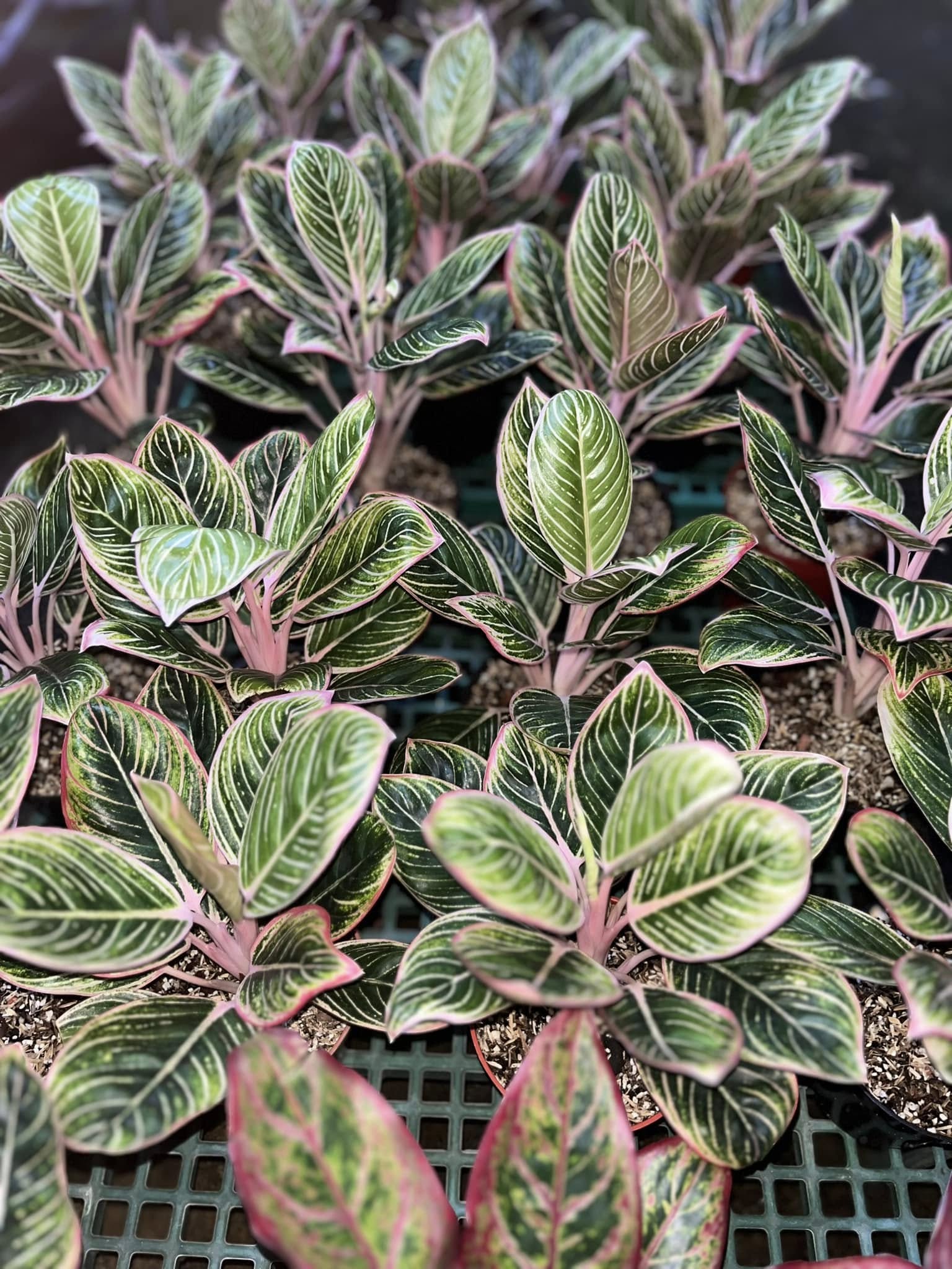 Aglaonema Minion