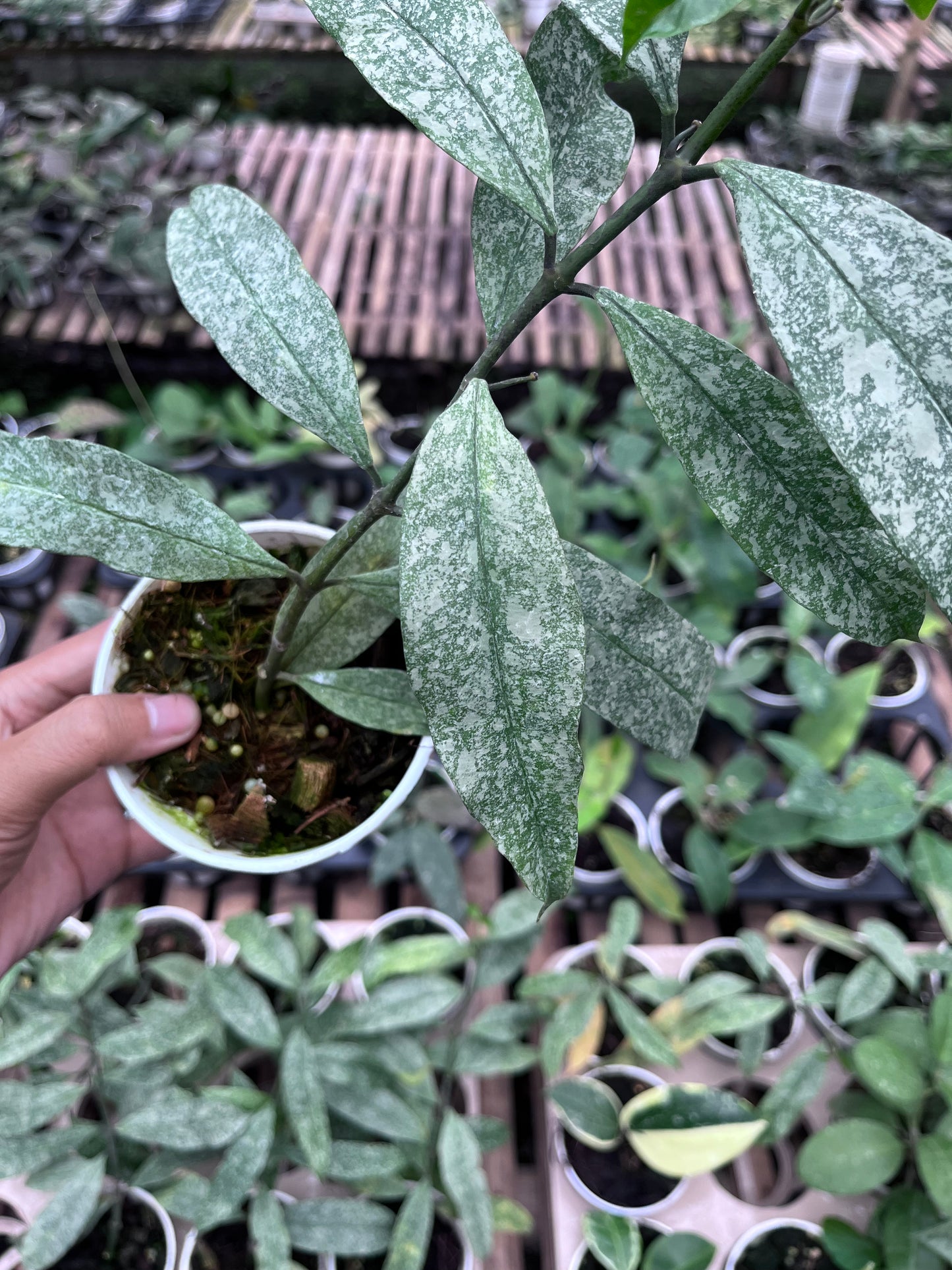 Hoya Multiflora Javanica
