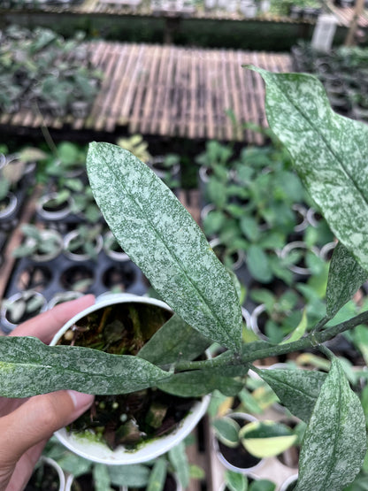 Hoya Multiflora Javanica
