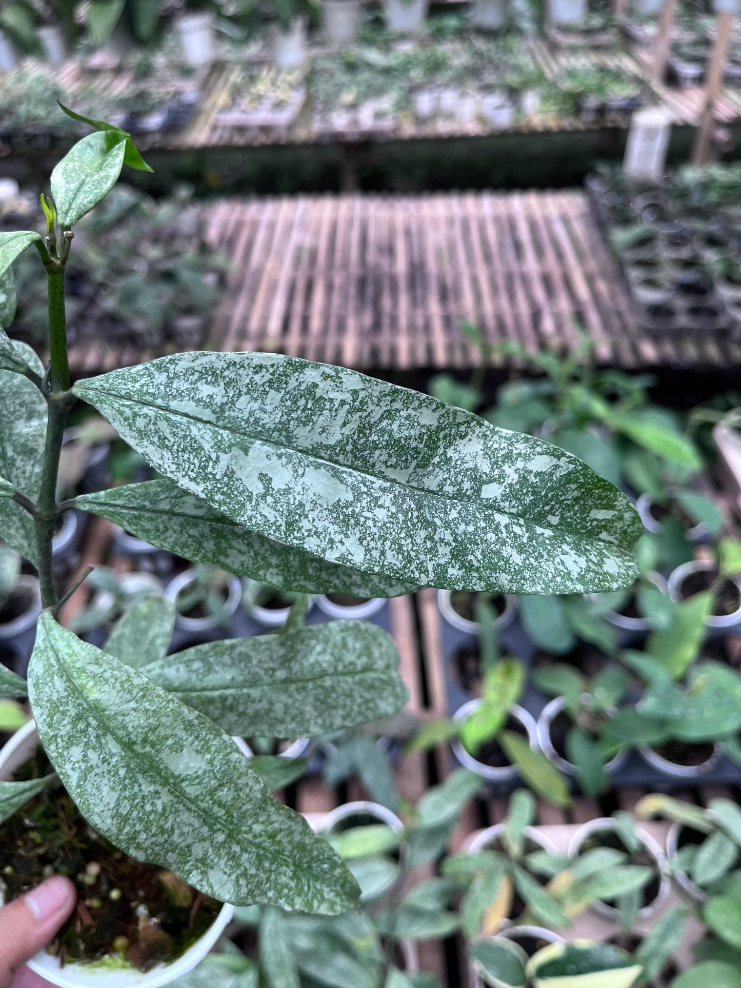 Hoya Multiflora Javanica