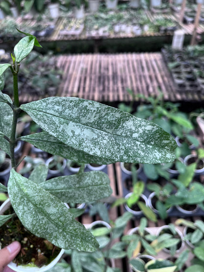 Hoya Multiflora Javanica