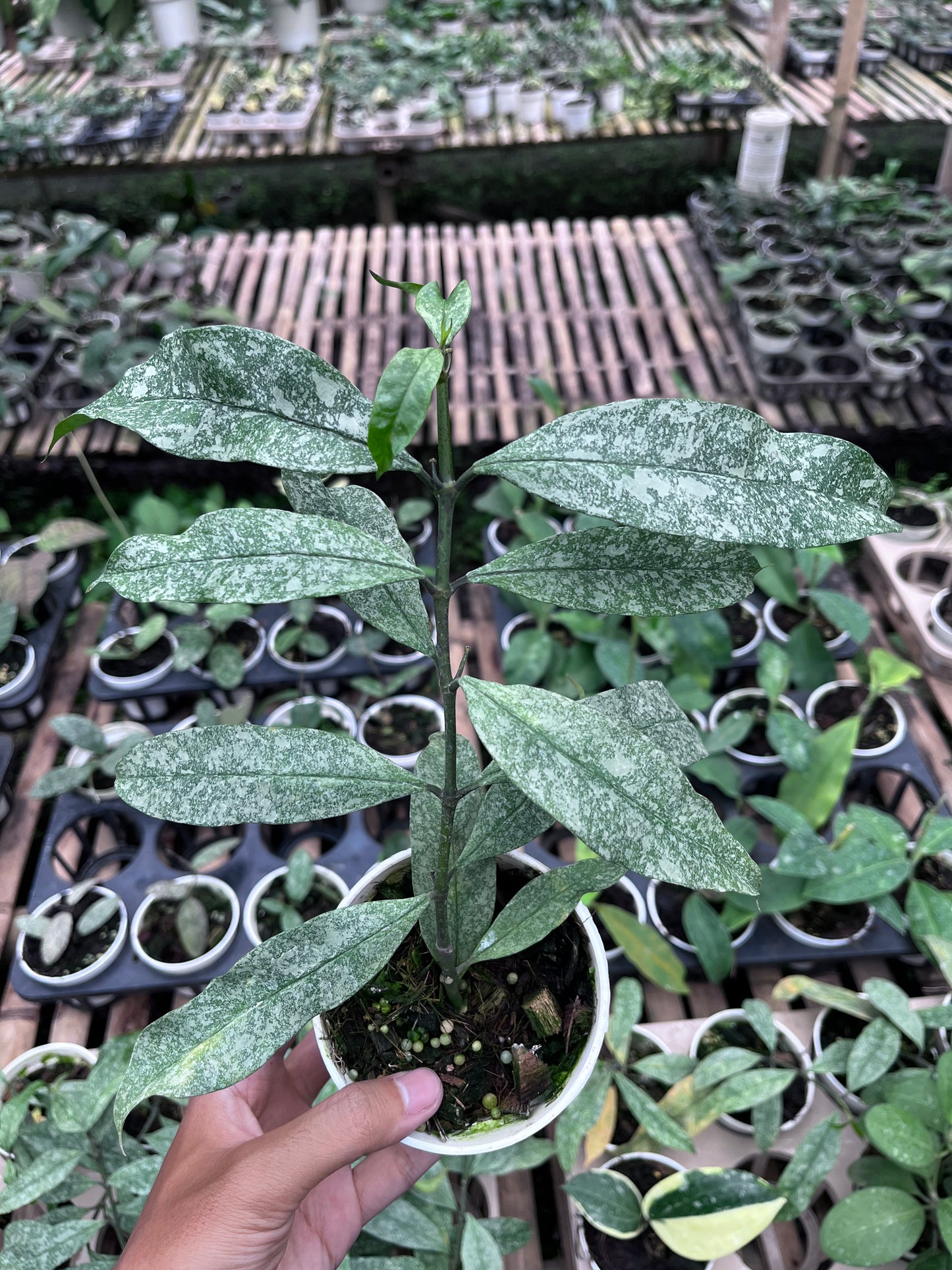 Hoya Multiflora Javanica