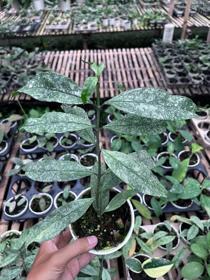 Hoya Multiflora Javanica