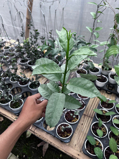 Hoya Multiflora Wonderphil