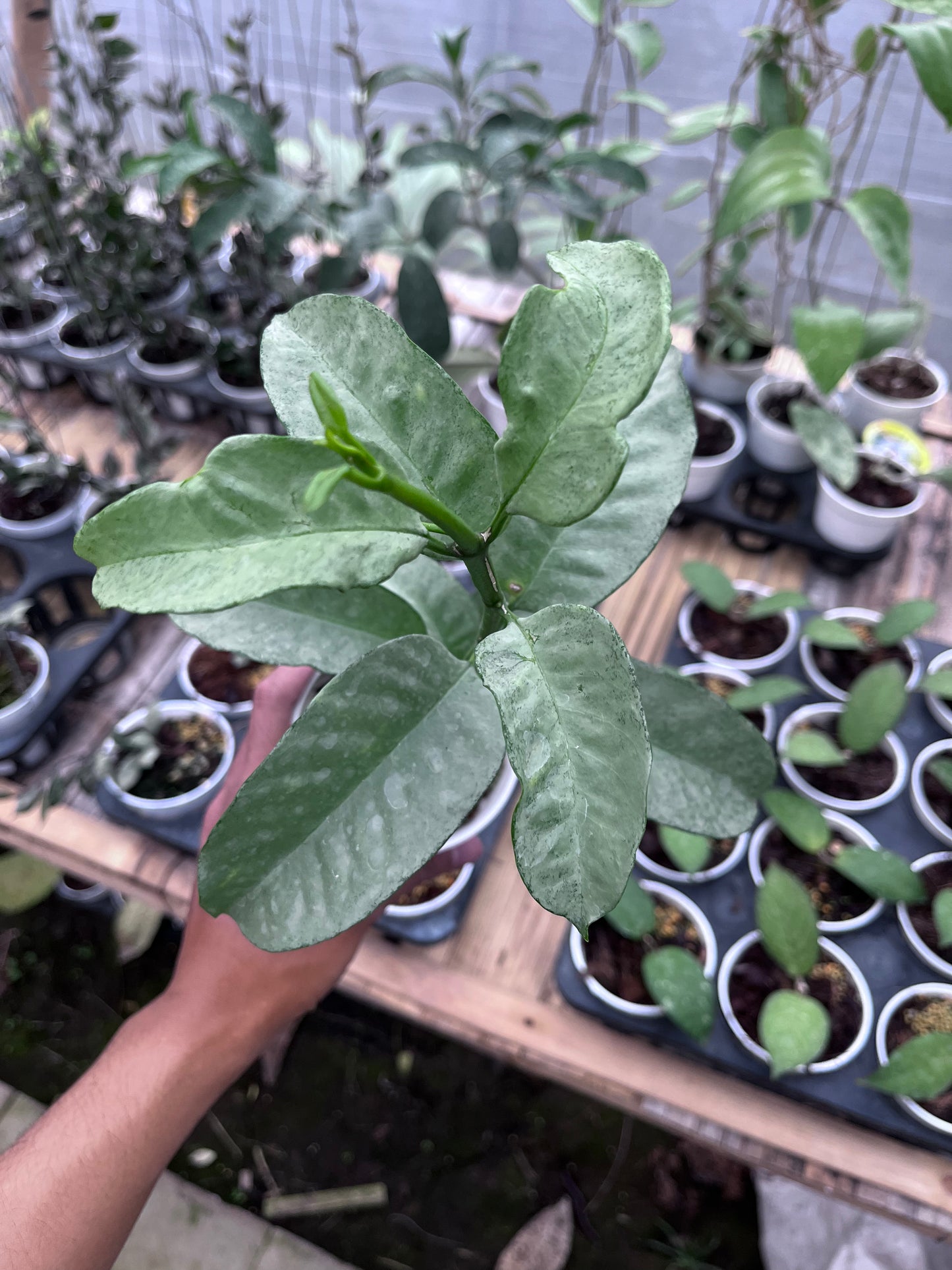 Hoya Multiflora Wonderphil