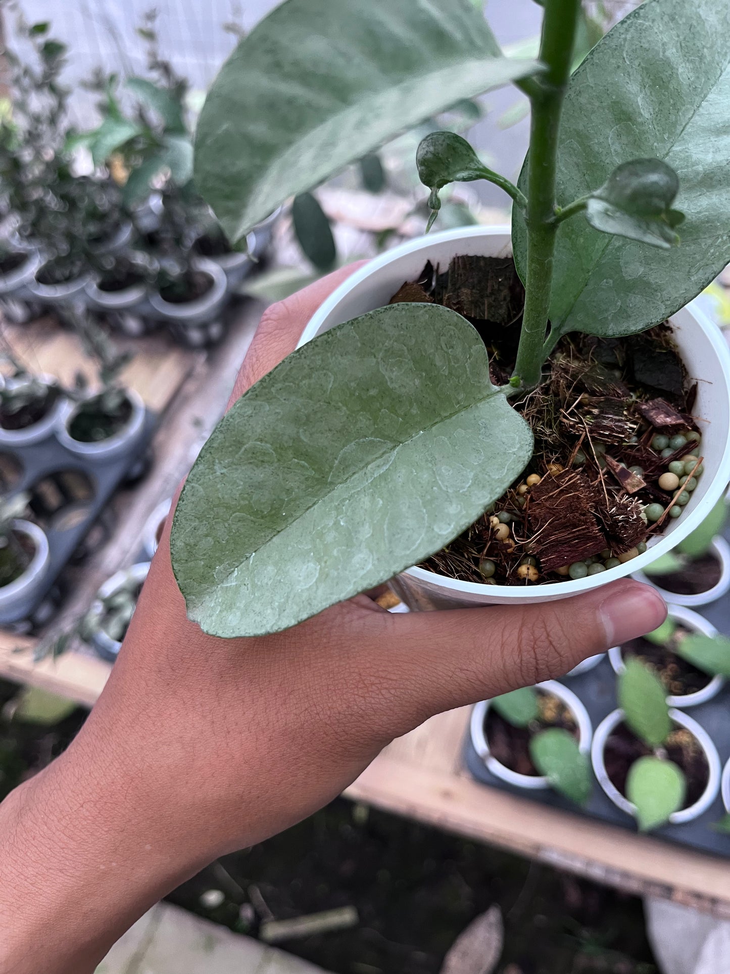 Hoya Multiflora Wonderphil