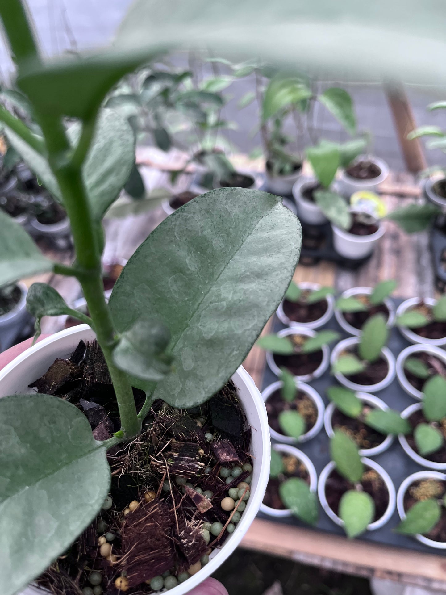 Hoya Multiflora Wonderphil