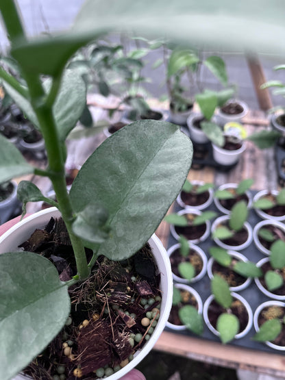 Hoya Multiflora Wonderphil