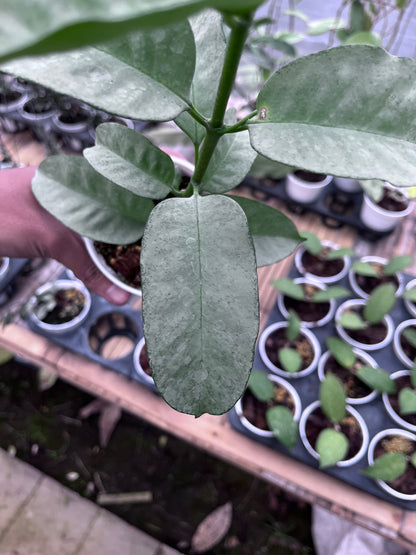 Hoya Multiflora Wonderphil
