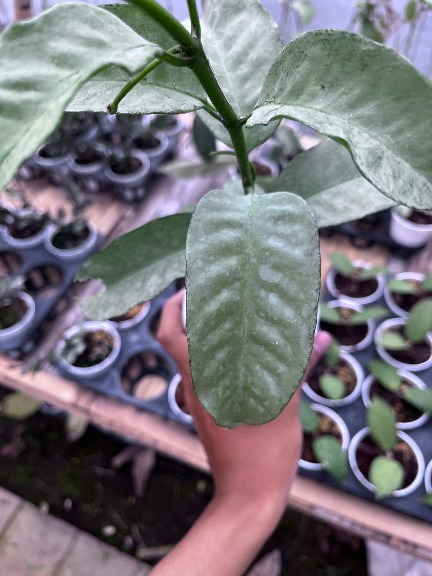Hoya Multiflora Wonderphil
