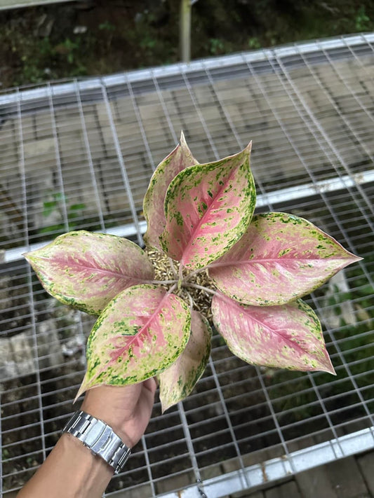 Aglaonema Naria