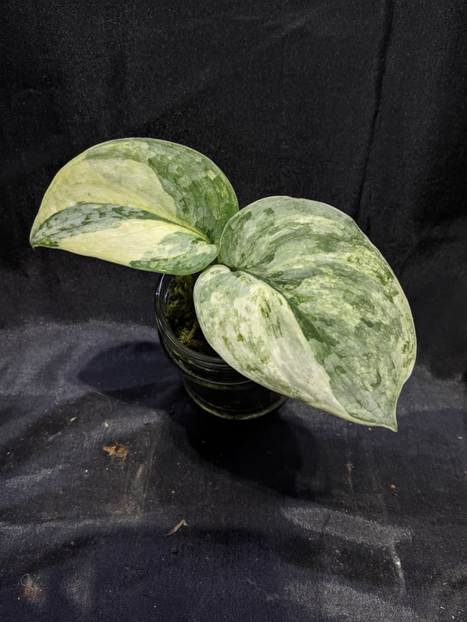 Scindapsus Nirmala
