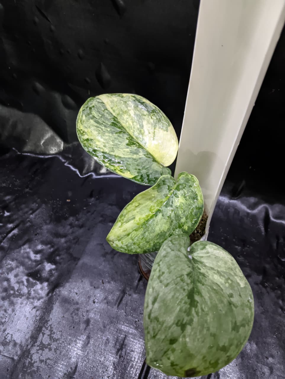 Scindapsus Nirmala