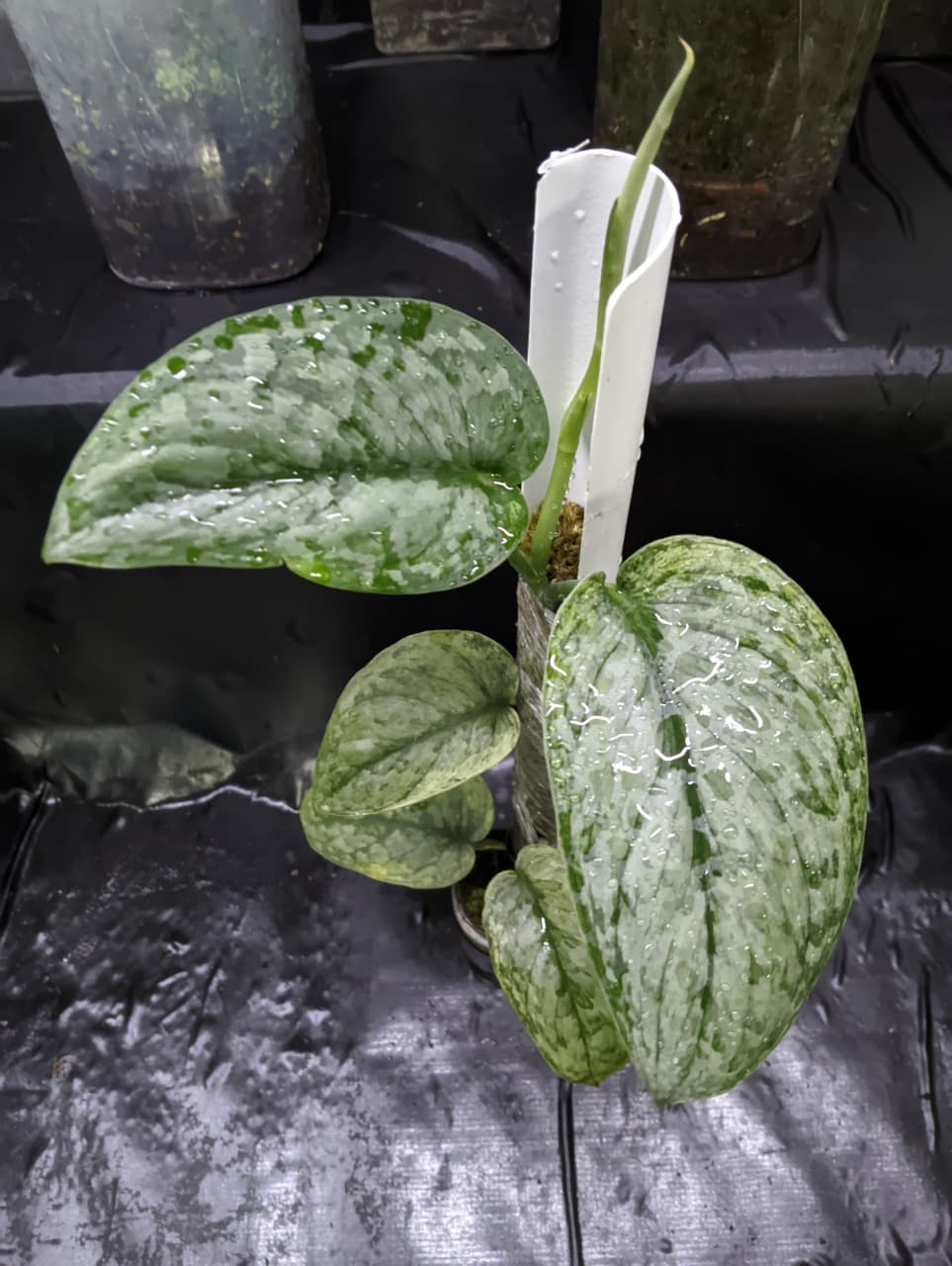 Scindapsus No ID