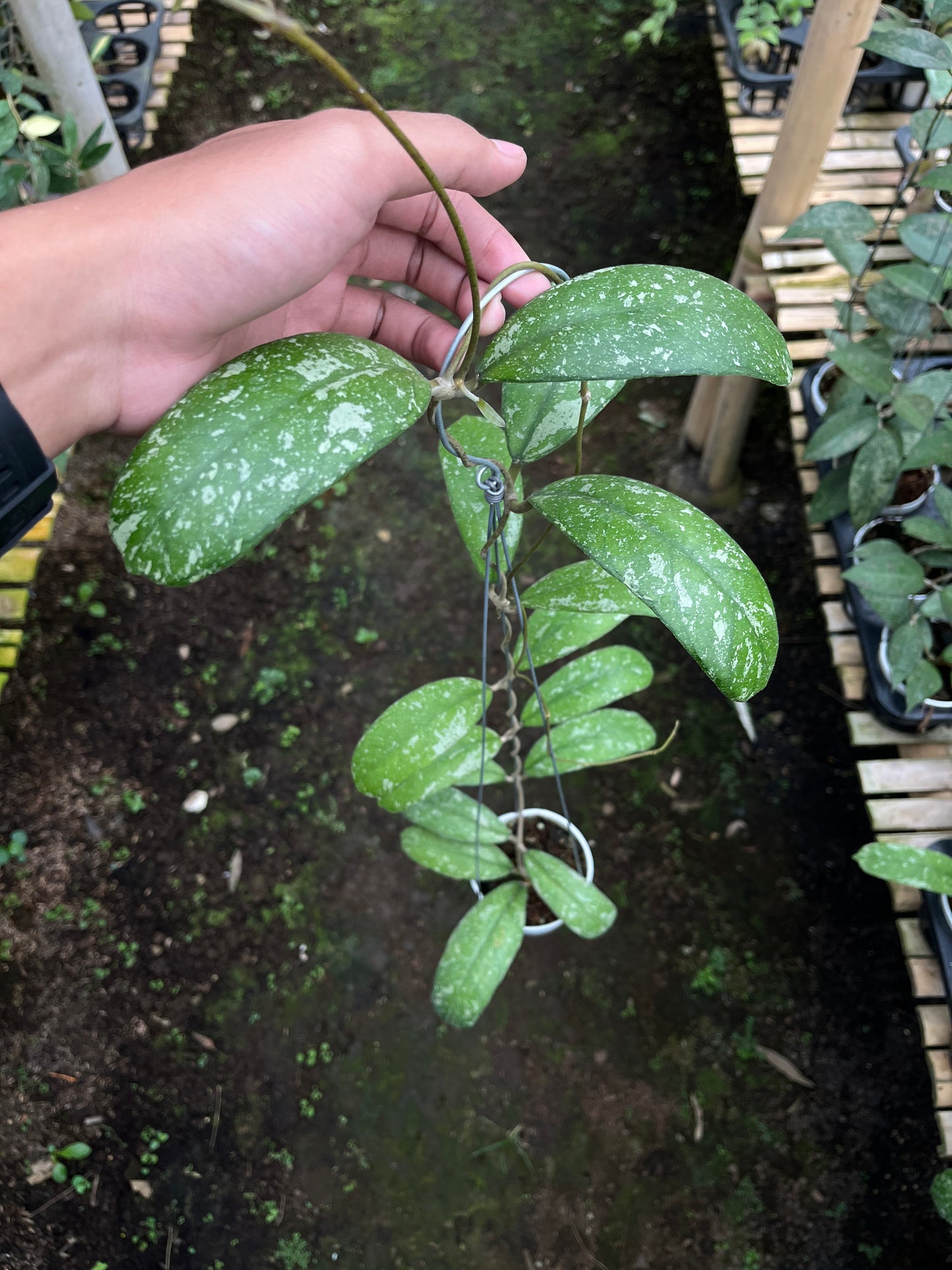 Hoya Sp North Sumatra