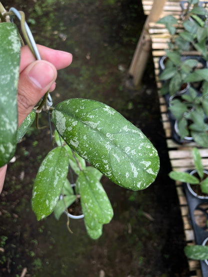 Hoya Sp North Sumatra