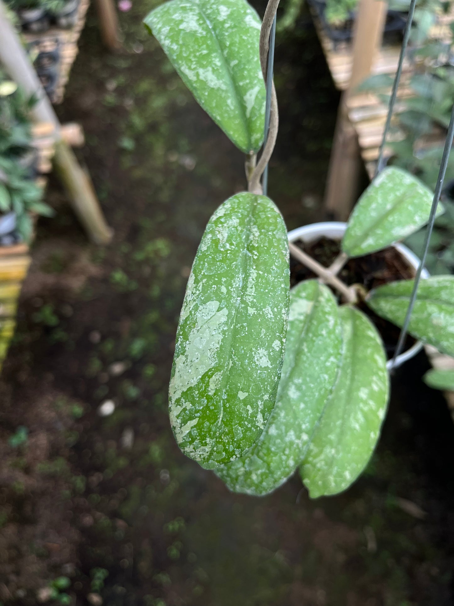 Hoya Sp North Sumatra