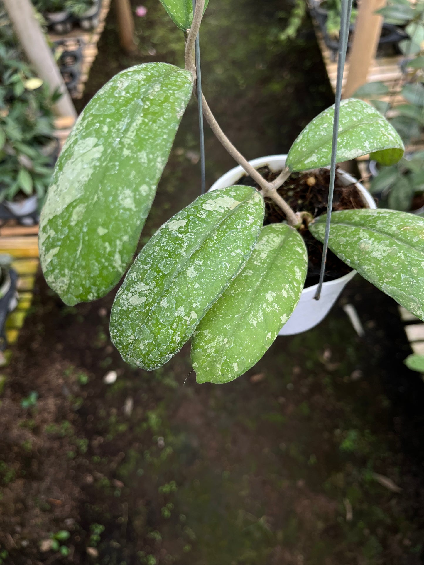 Hoya Sp North Sumatra