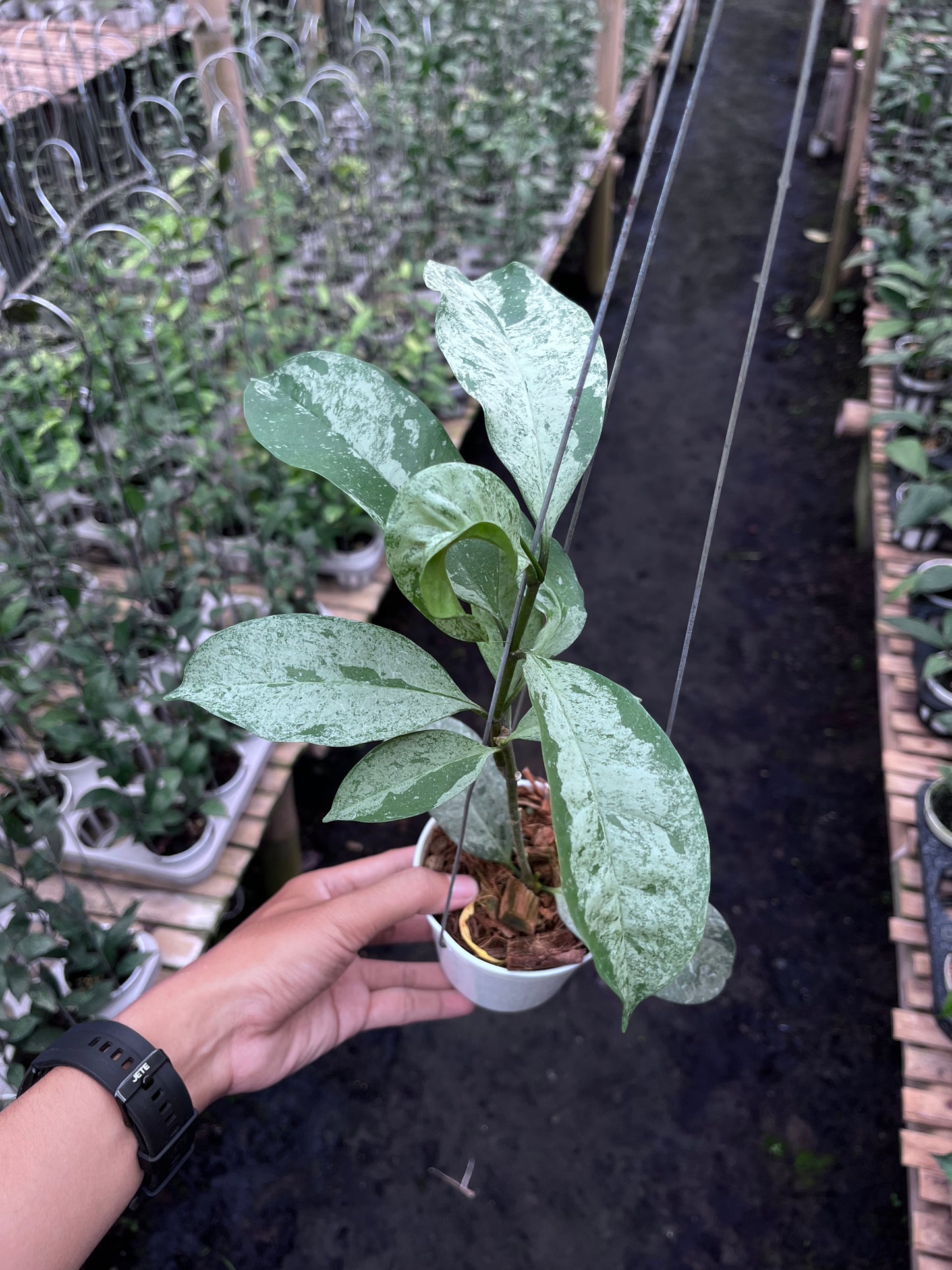 Hoya Occultata Silver