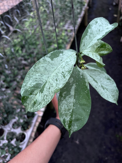 Hoya Occultata Silver