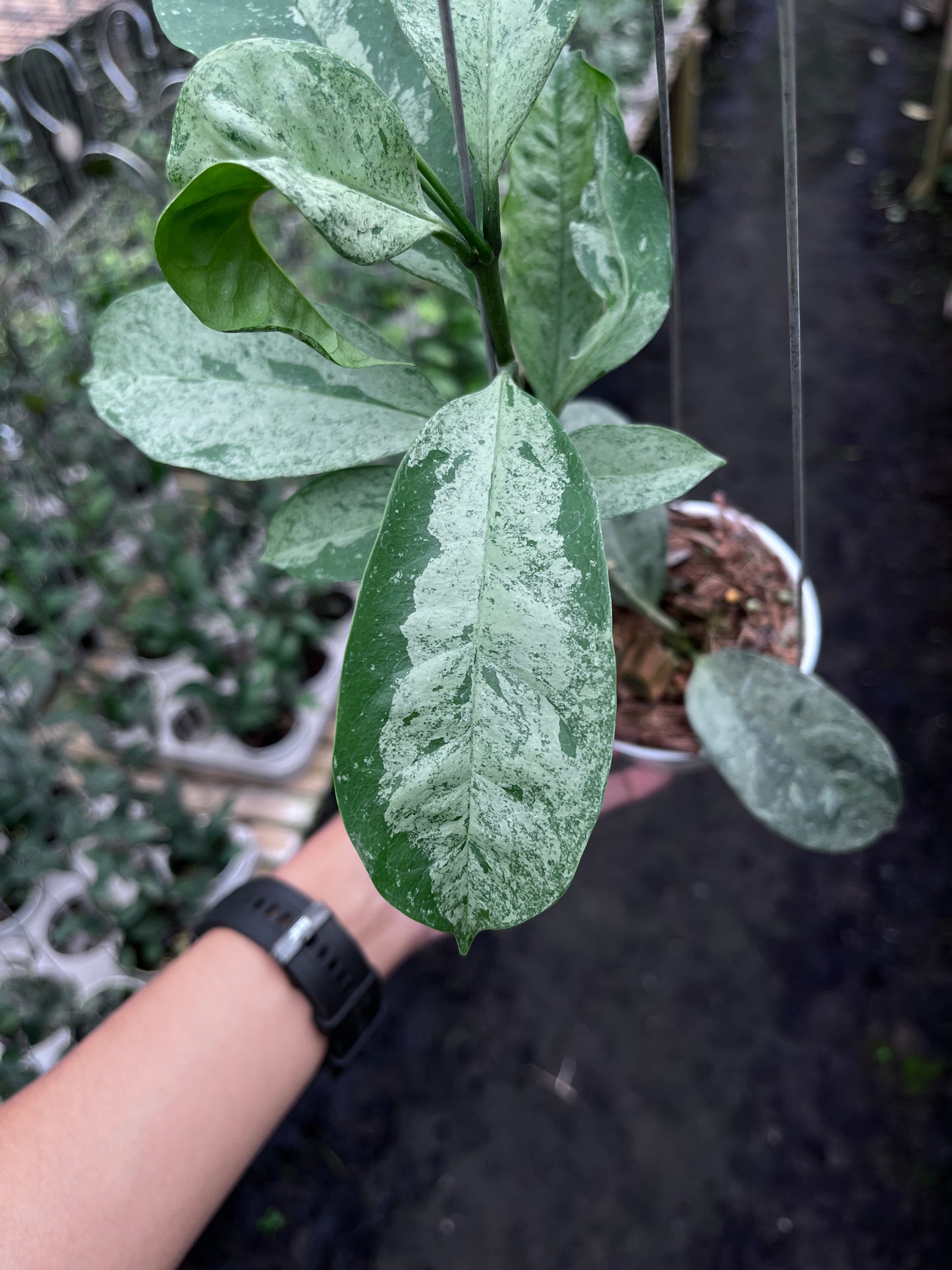 Hoya Occultata Silver
