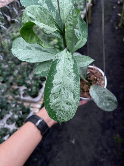 Hoya Occultata Silver