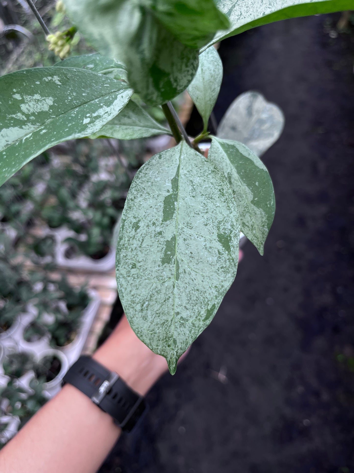 Hoya Occultata Silver