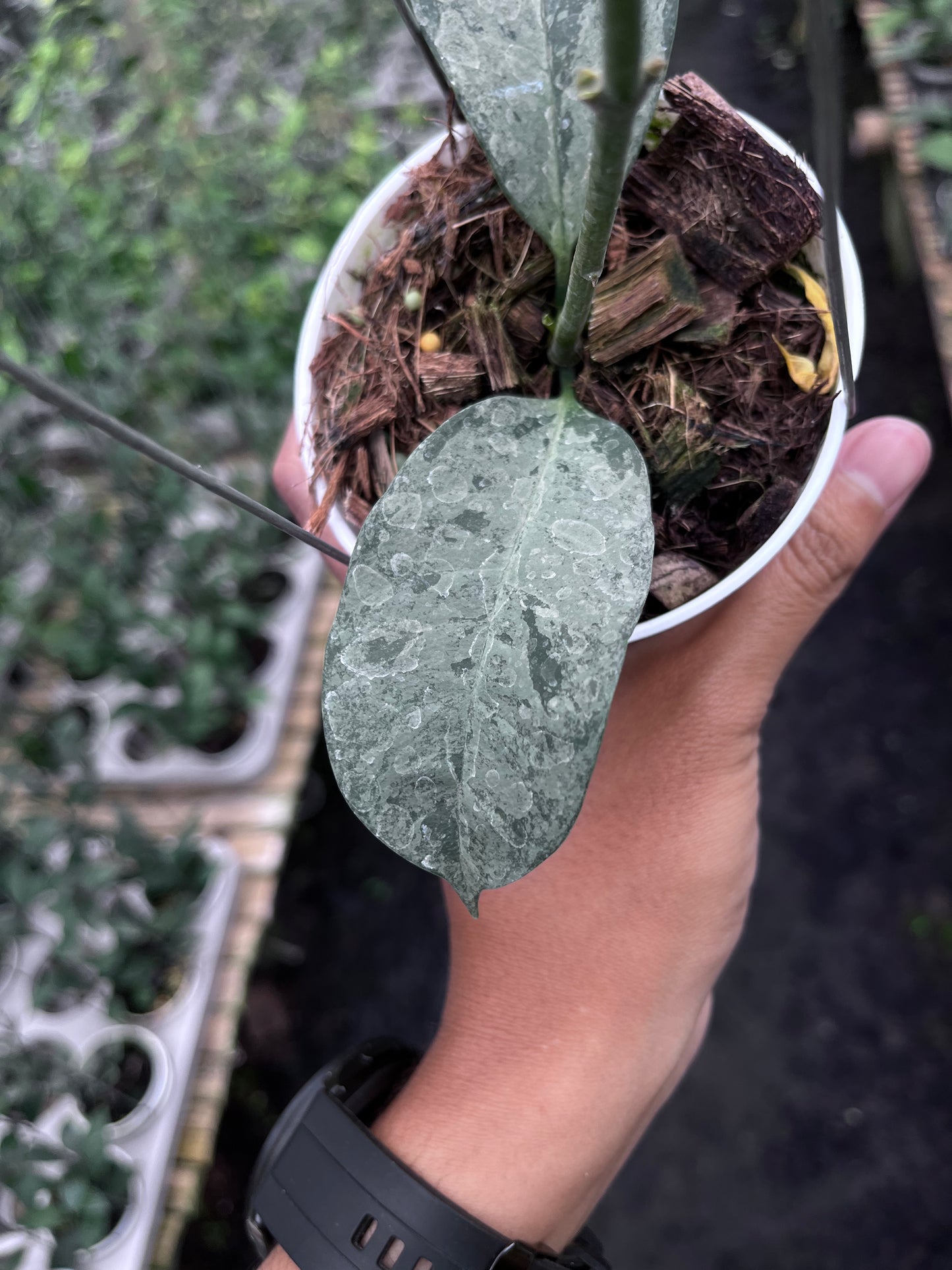 Hoya Occultata Silver