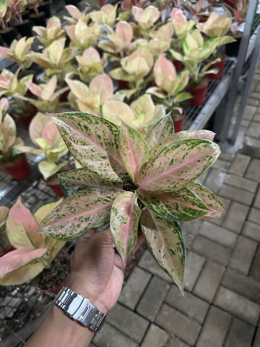 Aglaonema Orange Golden Star
