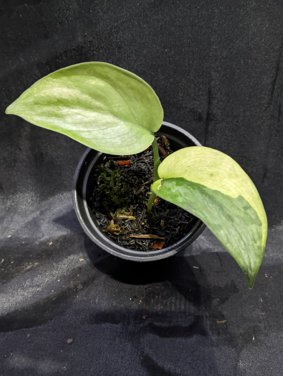 Scindapsus Padjajaran