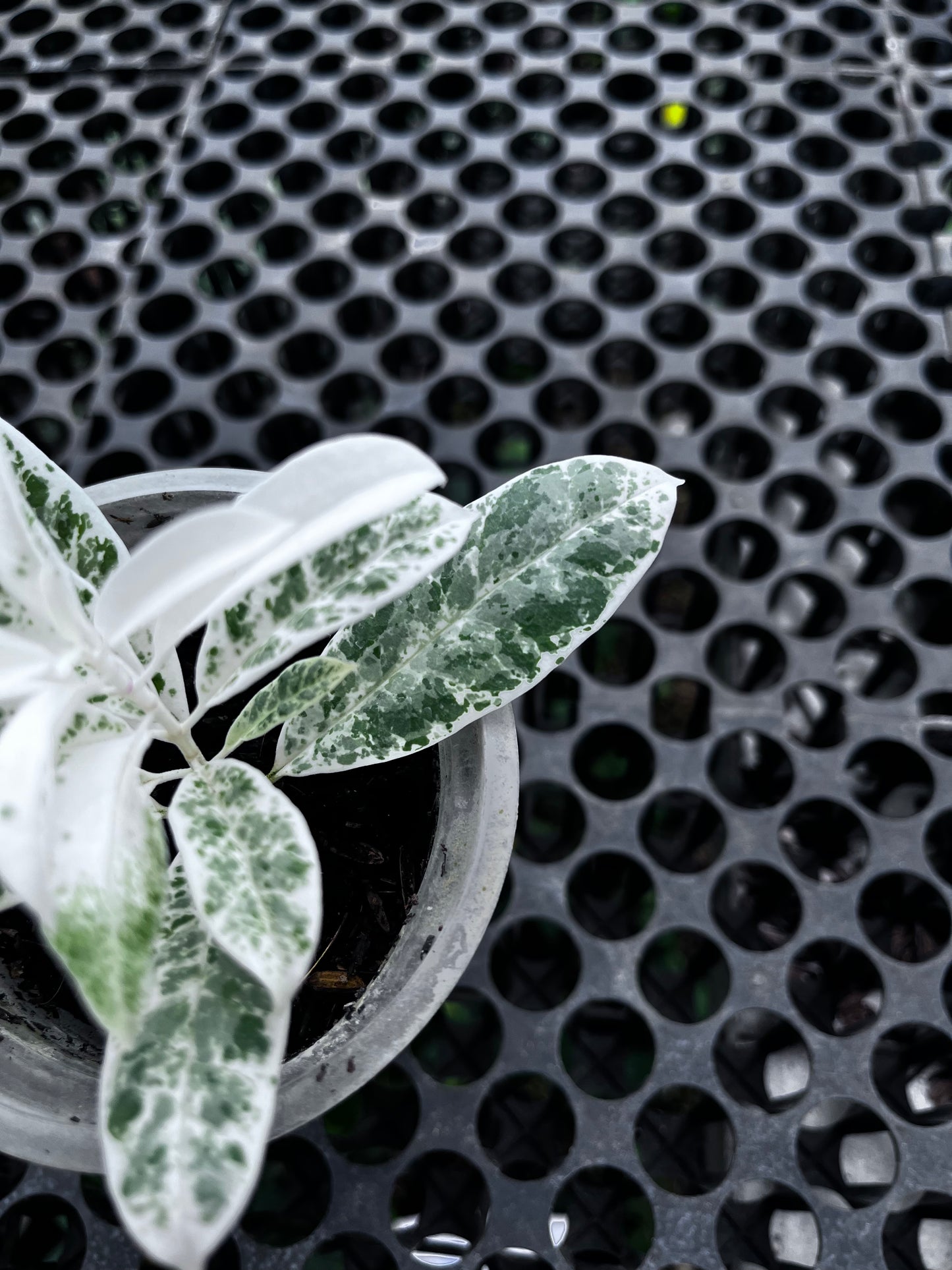 Hoya Multiflora Pandawa