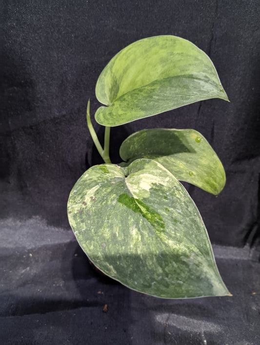 Scindapsus Parahyangan