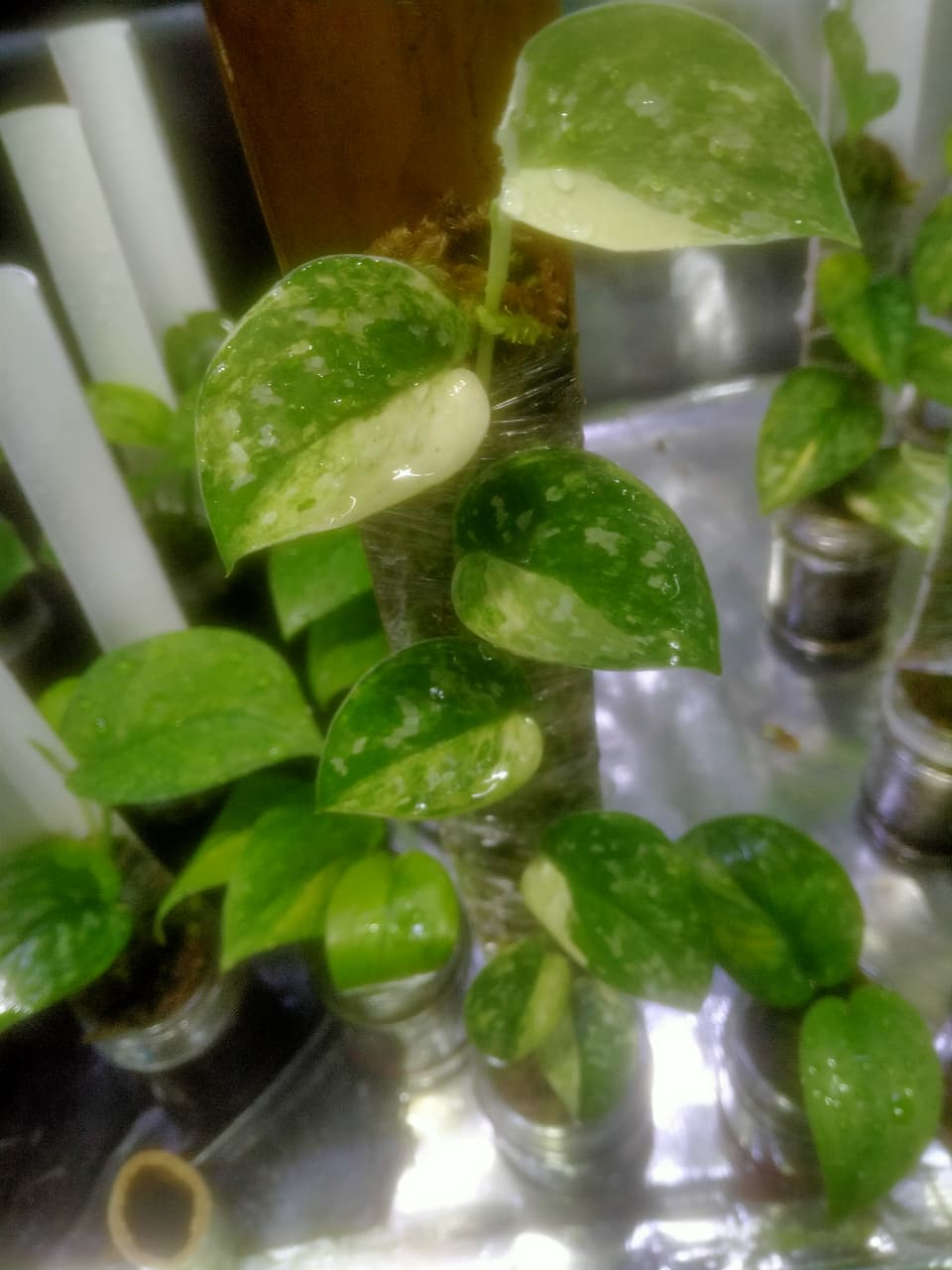 Scindapsus Permata