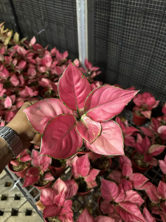 Aglaonema Pink Cetrin