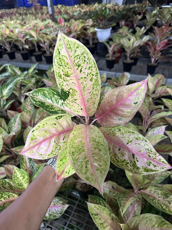 aglaonema for sale usa Aglaonema Pink Lady – Art Garden Flowers USA