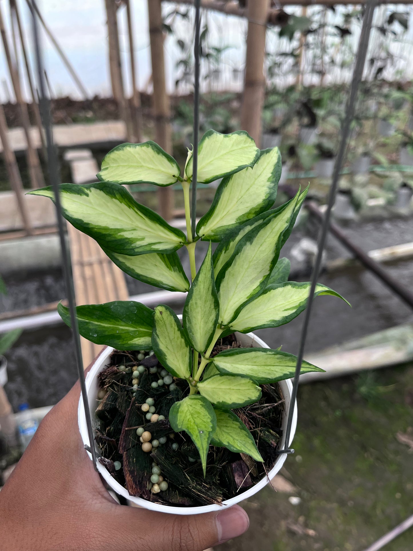 Hoya Polyneura Inner Variegated