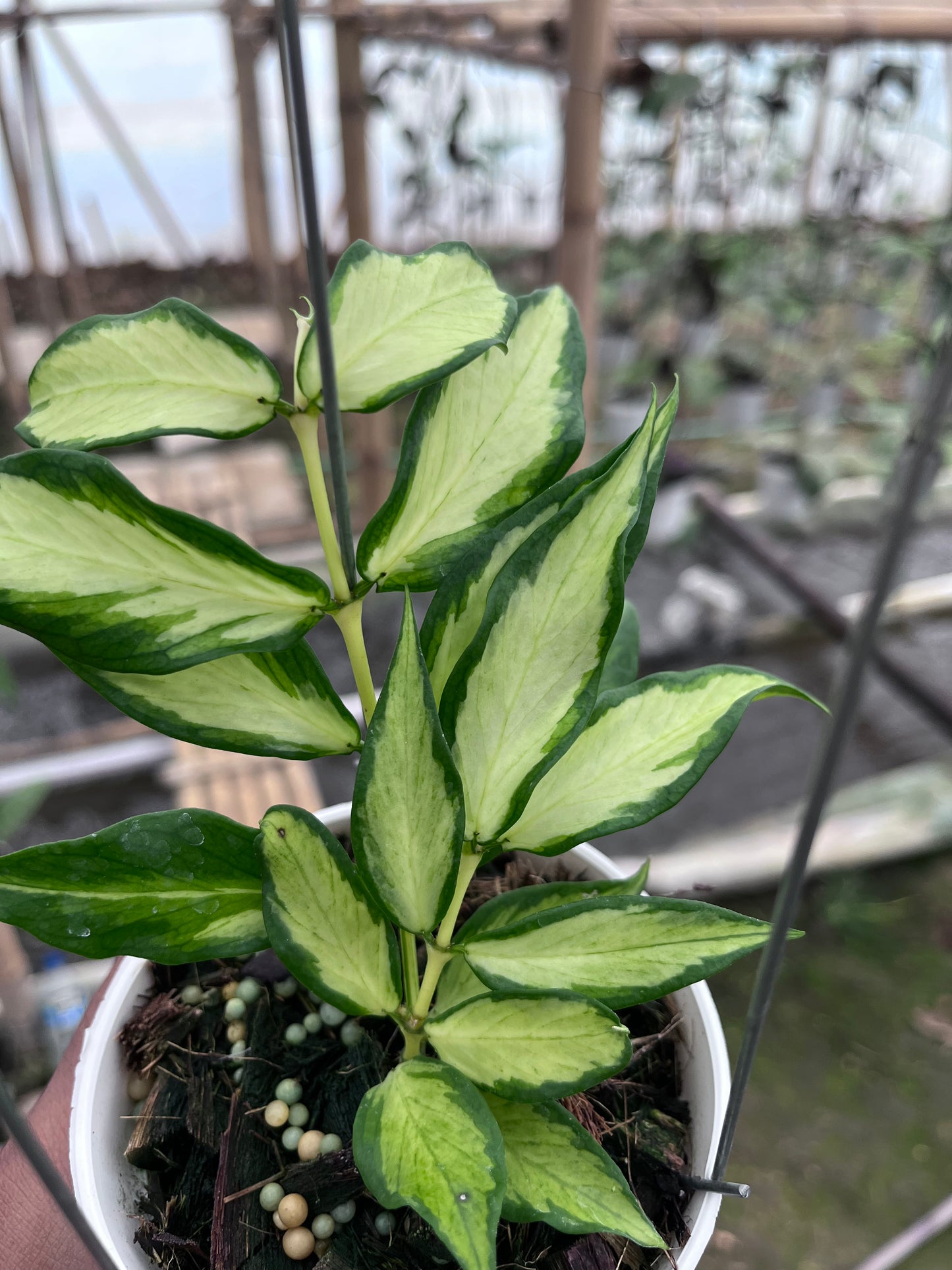 Hoya Polyneura Inner Variegated