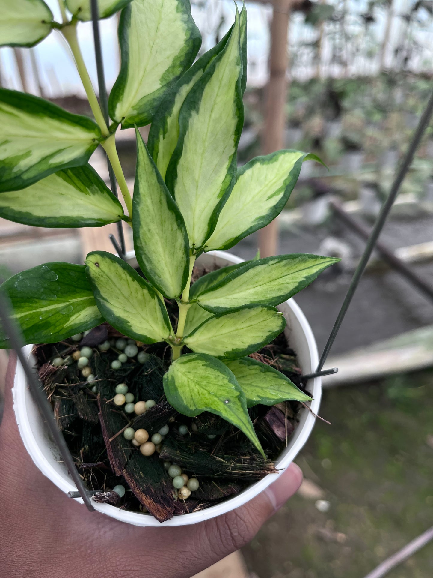 Hoya Polyneura Inner Variegated
