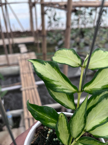 Hoya Polyneura Inner Variegated