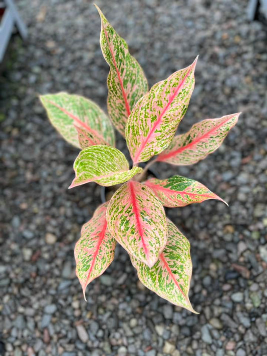 Aglaonema Pretty Woman
