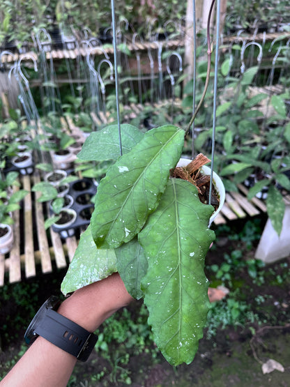 Hoya Putri Betung