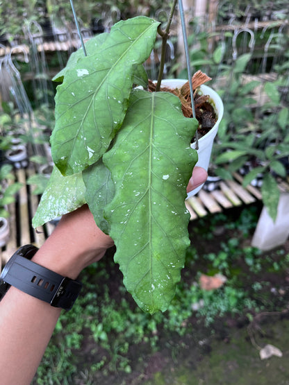 Hoya Putri Betung