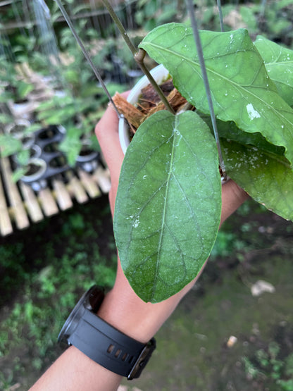 Hoya Putri Betung