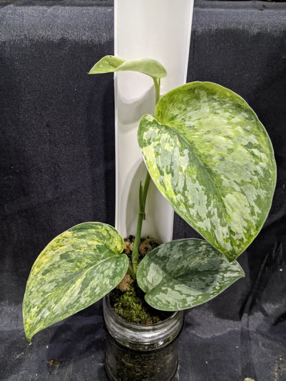 Scindapsus Rajatapura 3 Color