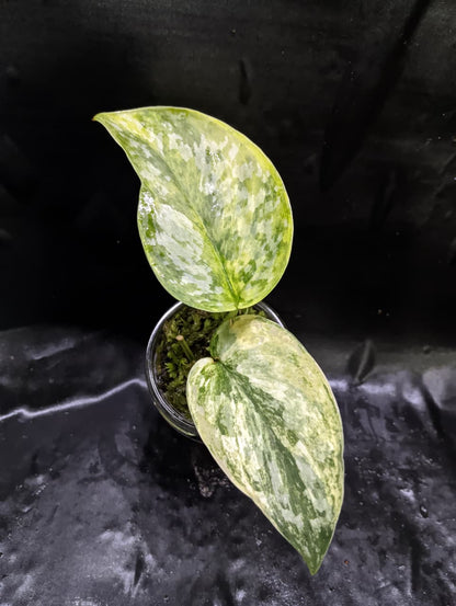 Scindapsus Rajatapura 3 Color