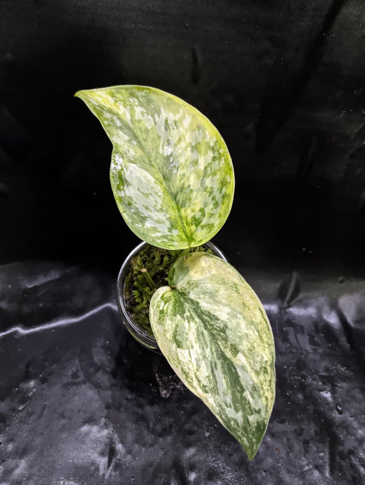 Scindapsus Rajatapura 3 Color