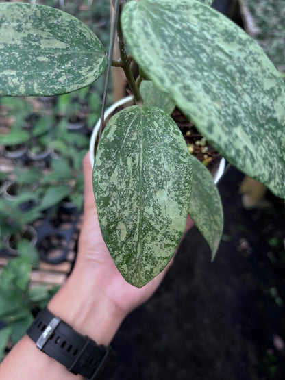 Hoya Rangsan Silver