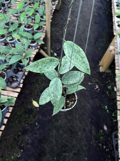 Hoya Rangsan Silver